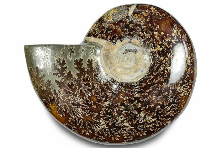 Polished Ammonite (Cleoniceras) Fossil - Madagascar #283327